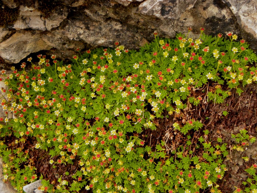 Saxifraga sedoides